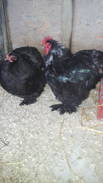  - Conchinchina Negru