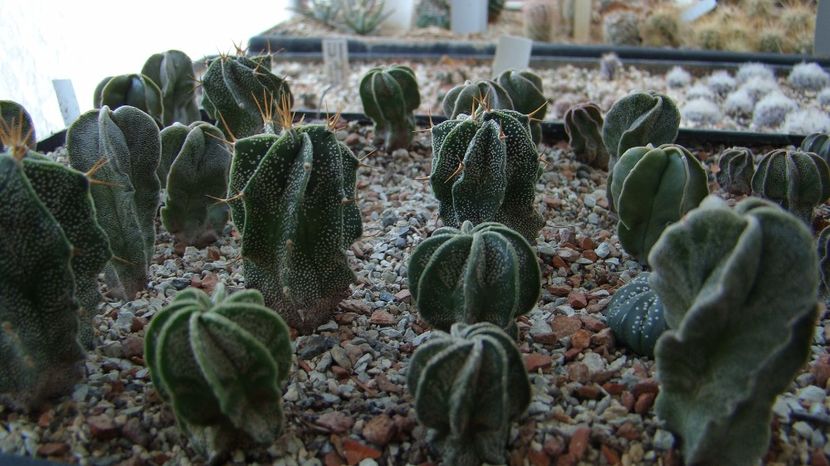 Astrophytum ornatum hb. - Astrophytum