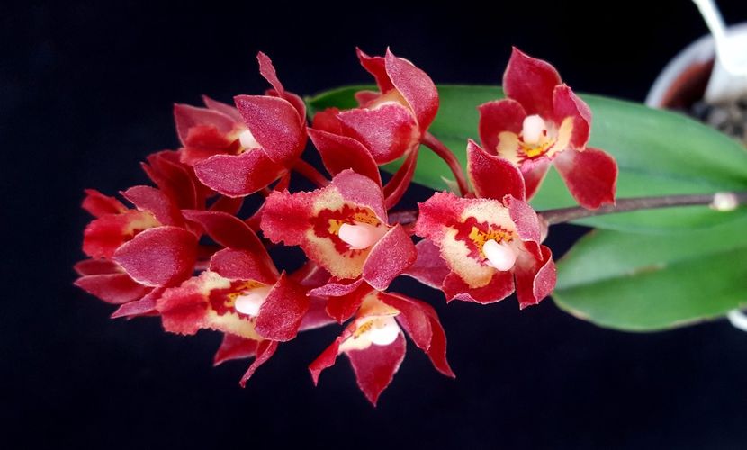 Meshaara Chian-Tzy Ruby CT-Golden Chocolate