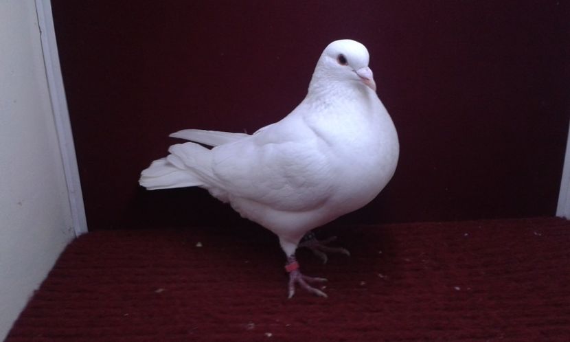 05. Femela EE RO 16 12065