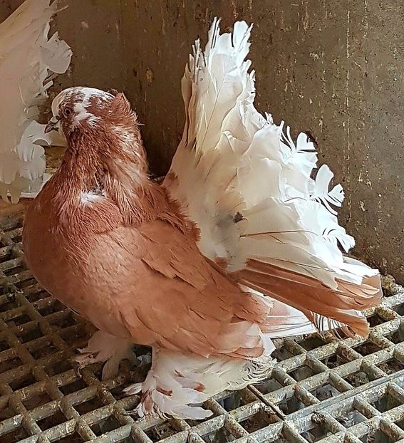  - VOLTATI INDIENI PENTRU 2023