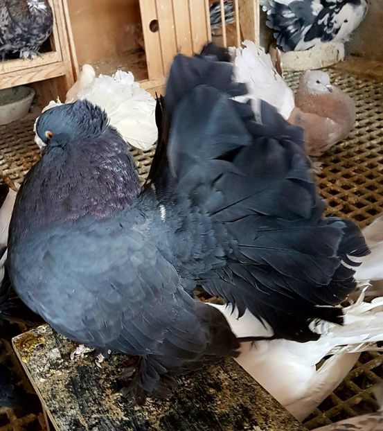  - VOLTATI INDIENI PENTRU 2023