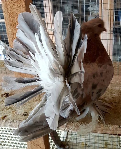  - VOLTATI INDIENI PENTRU 2023