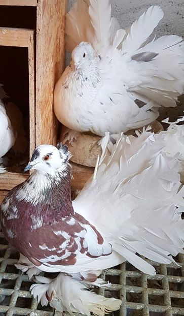  - VOLTATI INDIENI PENTRU 2023