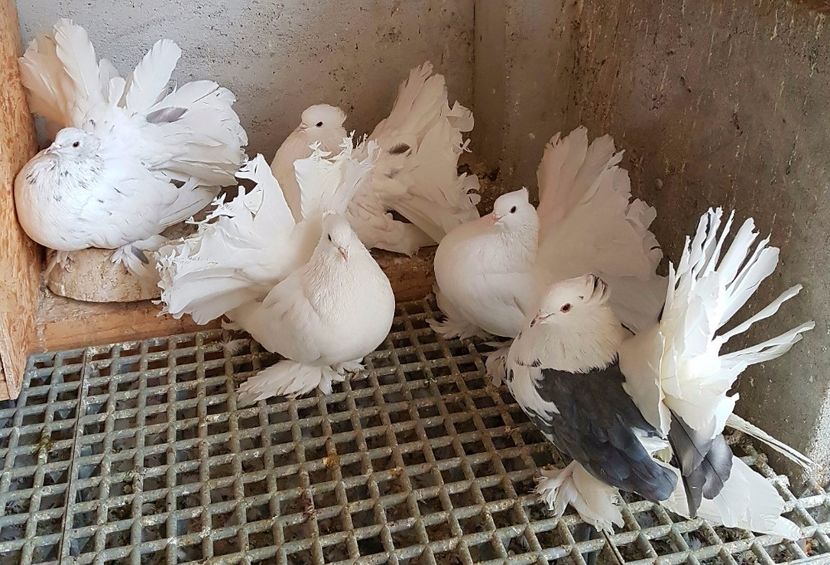  - VOLTATI INDIENI PENTRU 2023