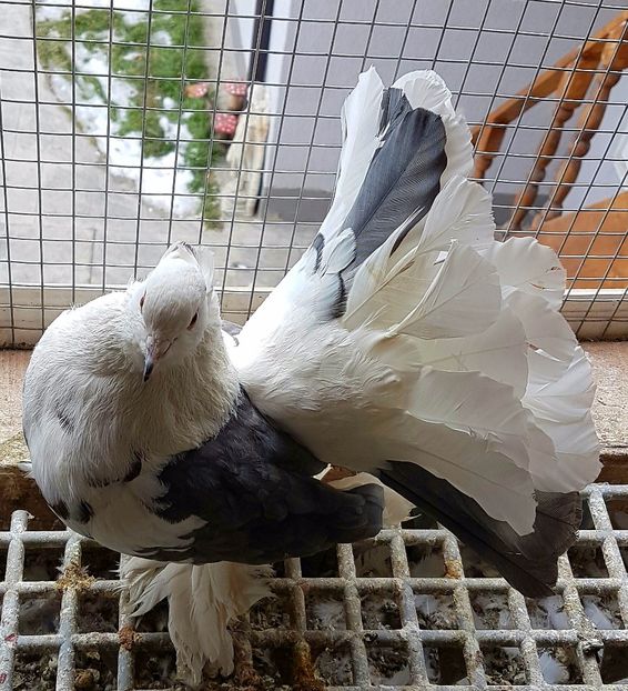  - VOLTATI INDIENI PENTRU 2023