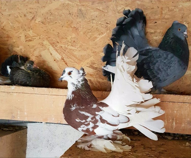  - VOLTATI INDIENI PENTRU 2023