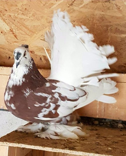  - VOLTATI INDIENI PENTRU 2023