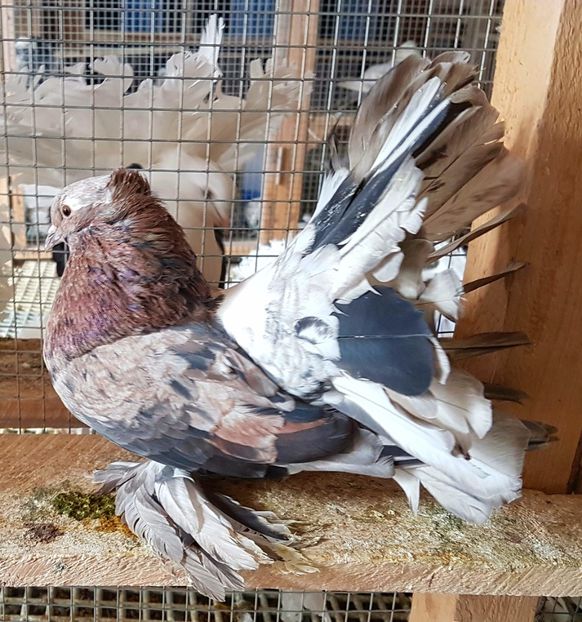  - VOLTATI INDIENI PENTRU 2023