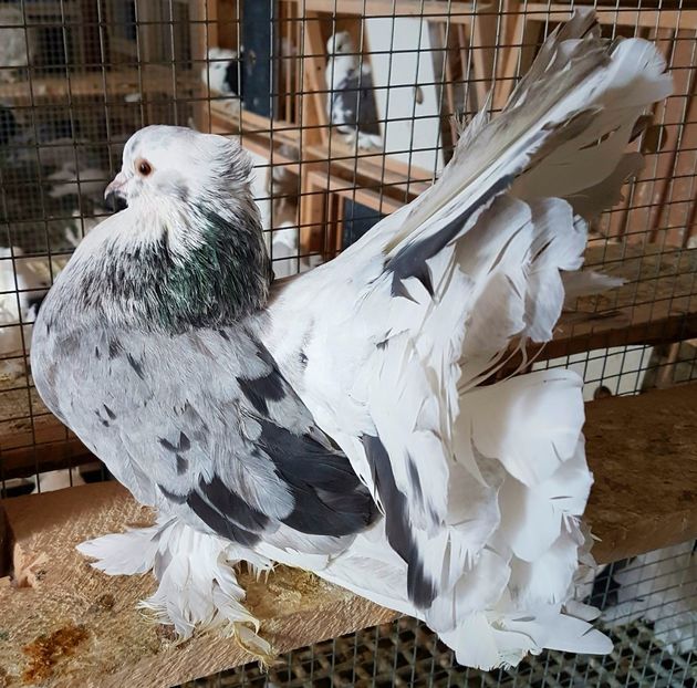  - VOLTATI INDIENI PENTRU 2023