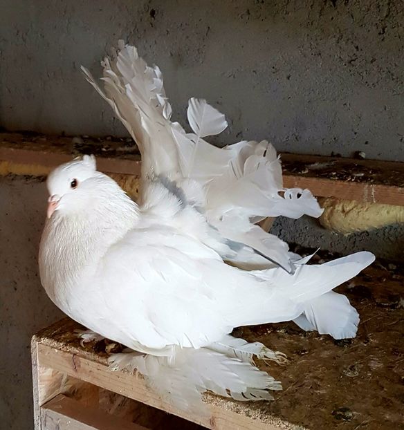  - VOLTATI INDIENI PENTRU 2023