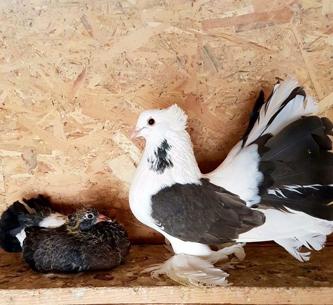  - VOLTATI INDIENI PENTRU 2023