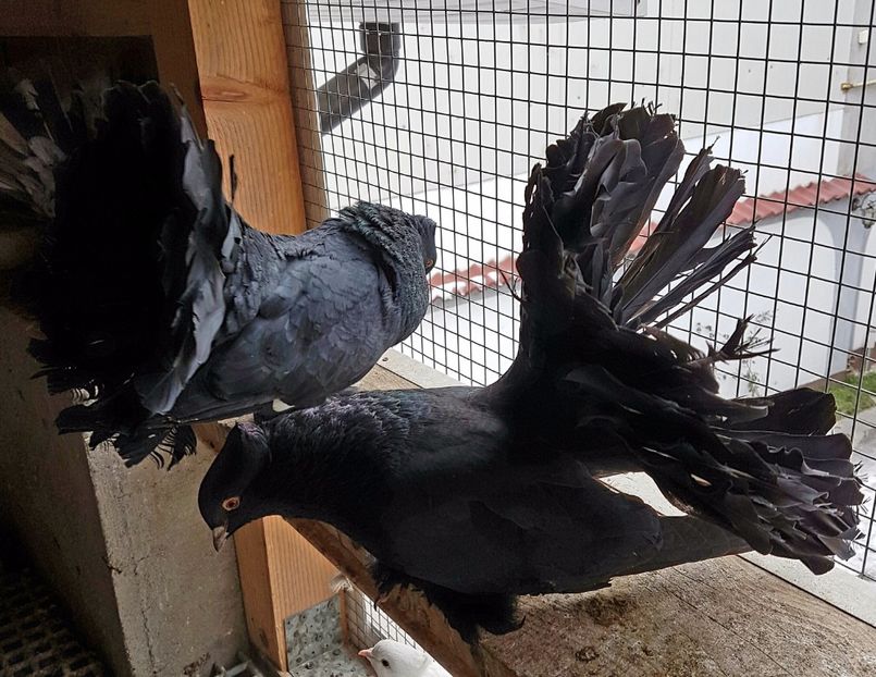  - VOLTATI INDIENI PENTRU 2023