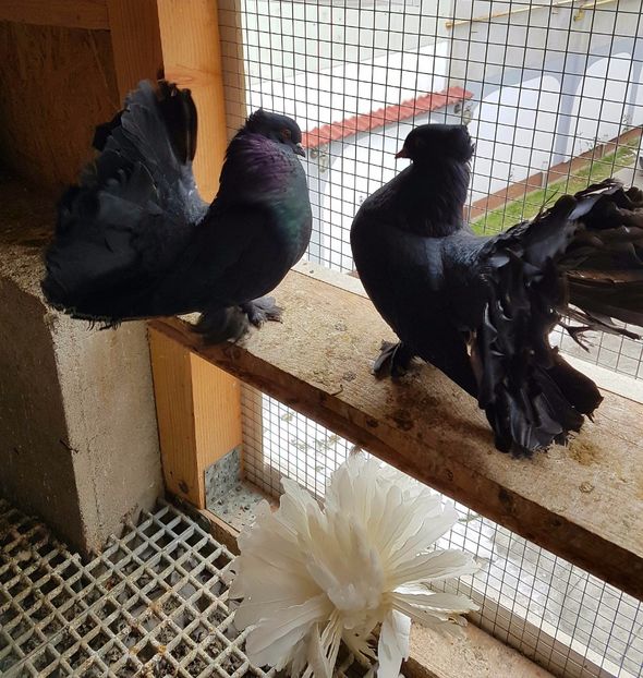  - VOLTATI INDIENI PENTRU 2023