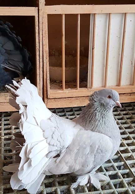  - VOLTATI INDIENI PENTRU 2023