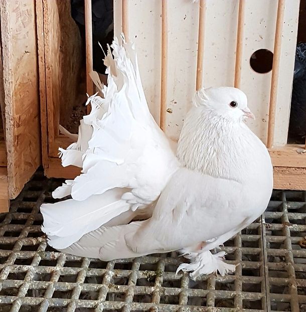  - VOLTATI INDIENI PENTRU 2023