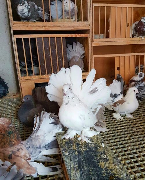  - VOLTATI INDIENI PENTRU 2023