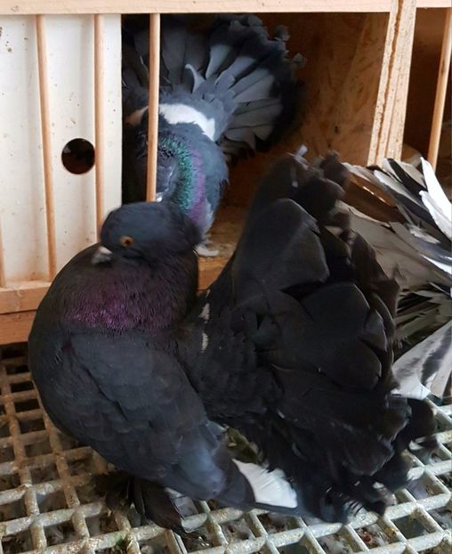  - VOLTATI INDIENI PENTRU 2023