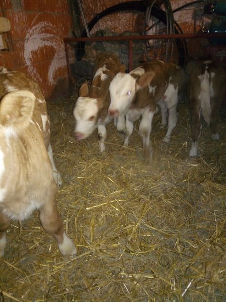P_20170201_200835 - vitele baltata romaneasca