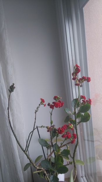 Kalanchoe floare rosie 15 ron; Doua bucati disponibile
