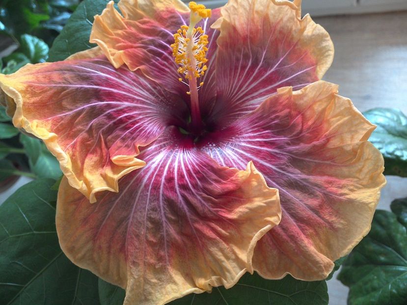  - 0Hibiscus in colectie infloriti