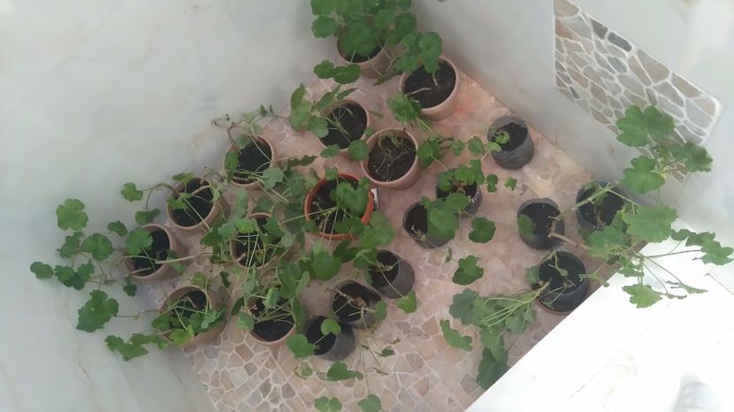 Muscate rosii diverse dimensiuni