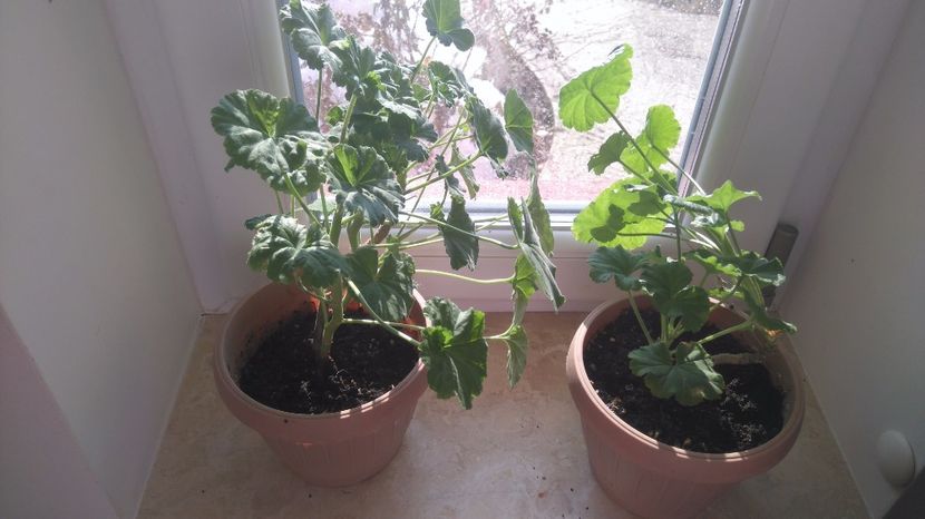 10 Ron /buc - Plante de interior