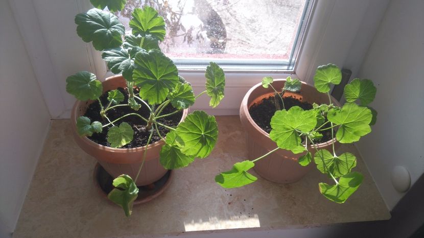 Muscate - - Plante de interior