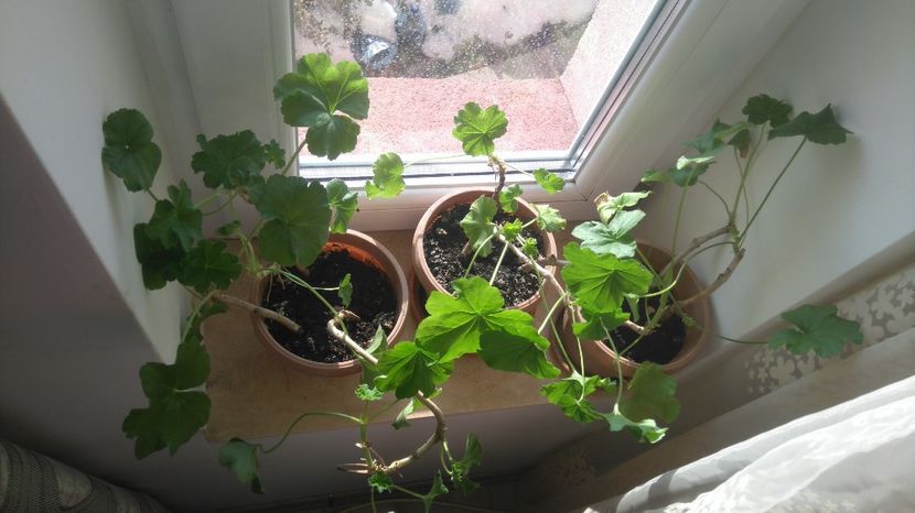  - Plante de interior