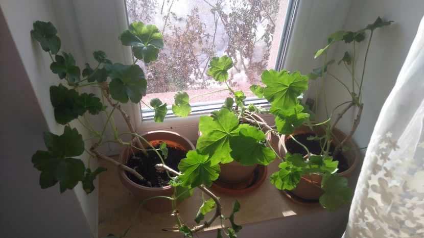 Muscate rosii - Plante de interior