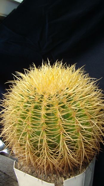 Echinocactus grusonii v. tortulispinus