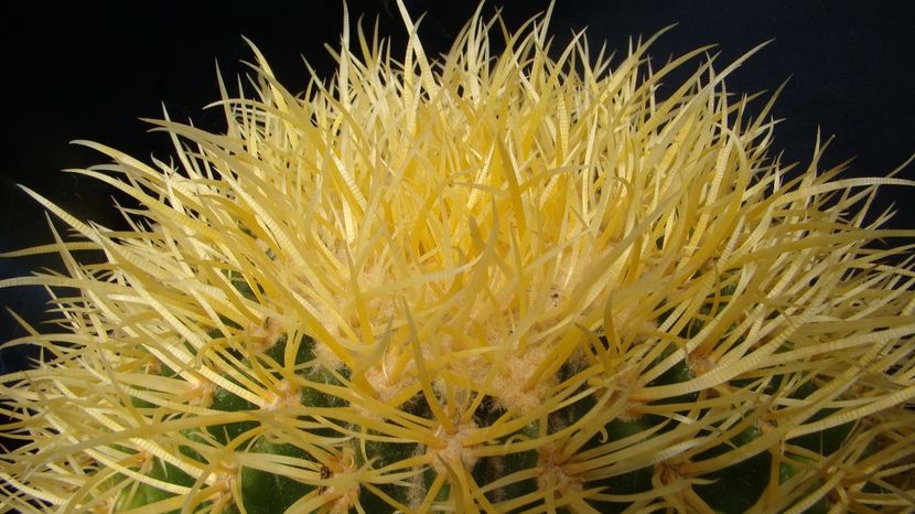 Echinocactus grusonii v. tortulispinus - Echinocactus