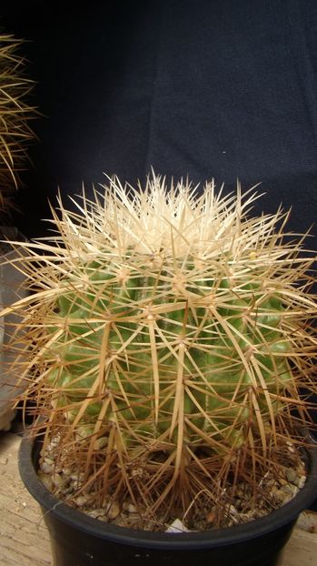 Echinocactus grusonii v. albispinus