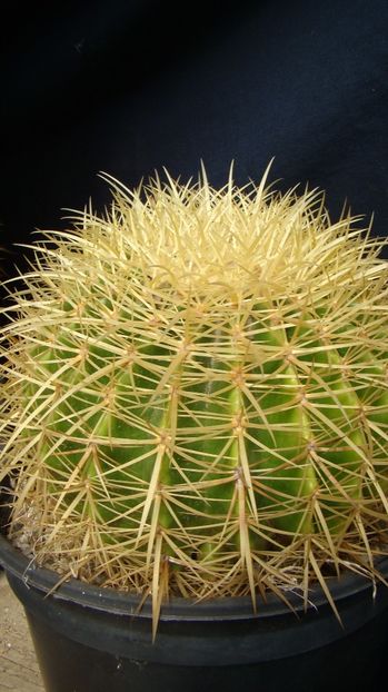 Echinocactus grusonii - Echinocactus