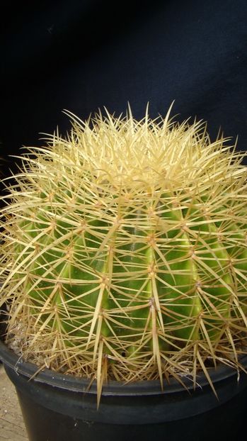 Echinocactus grusonii