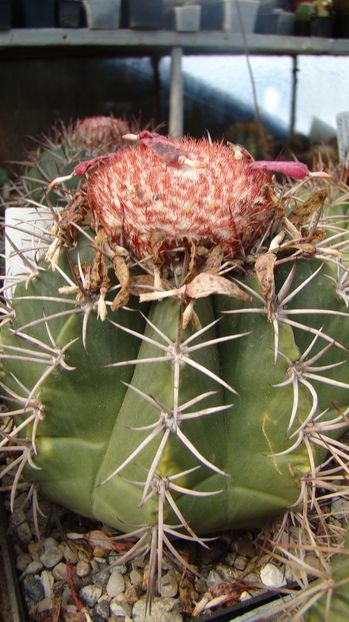 Melocactus peruvianus - Melocactus