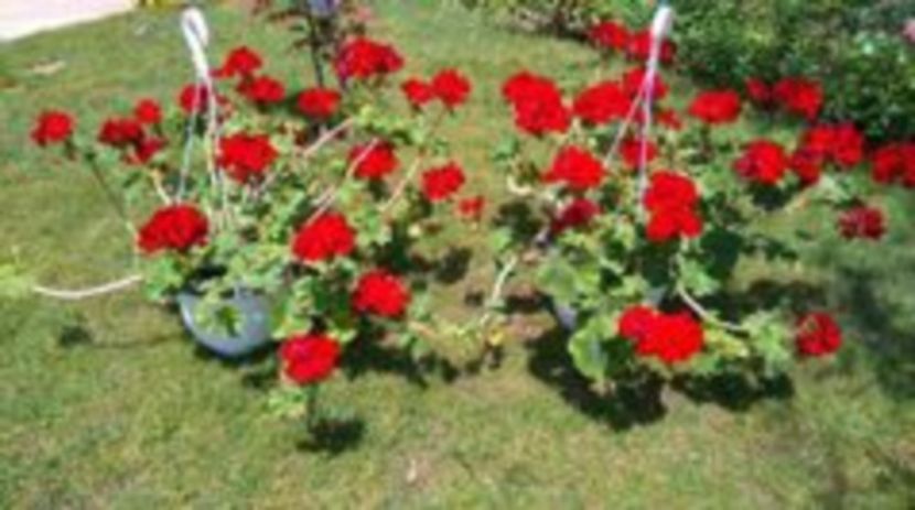 Muscata rosie in vara - Plante de interior