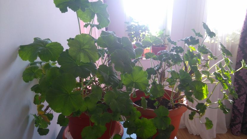 Muscate rosii - Plante de interior