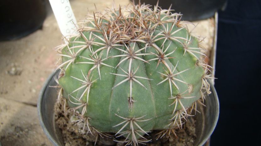 Melocactus concinnus