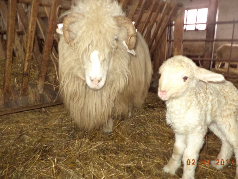  - Productia De Miei 2017