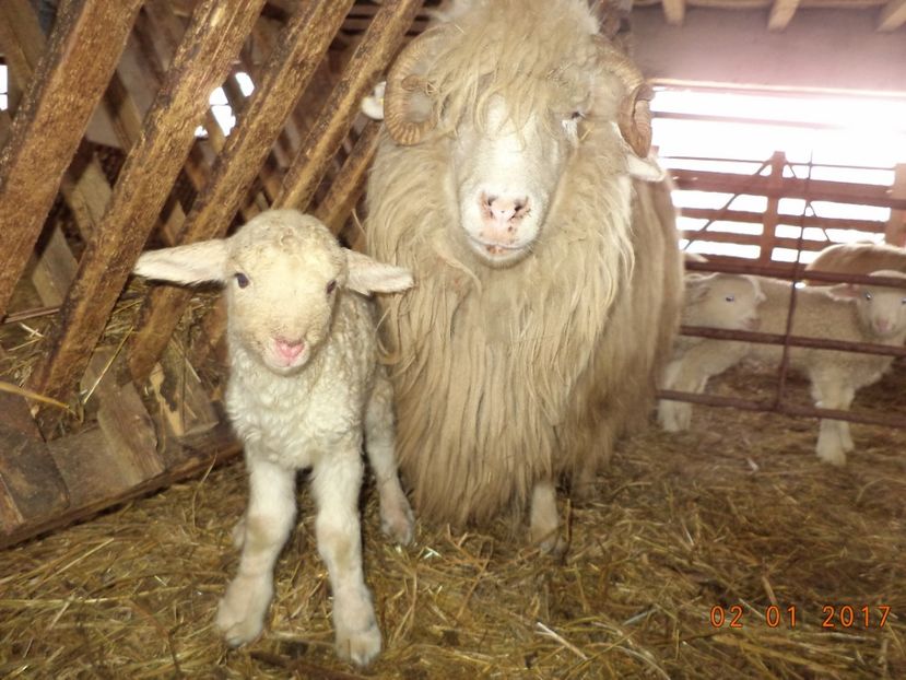  - Productia De Miei 2017