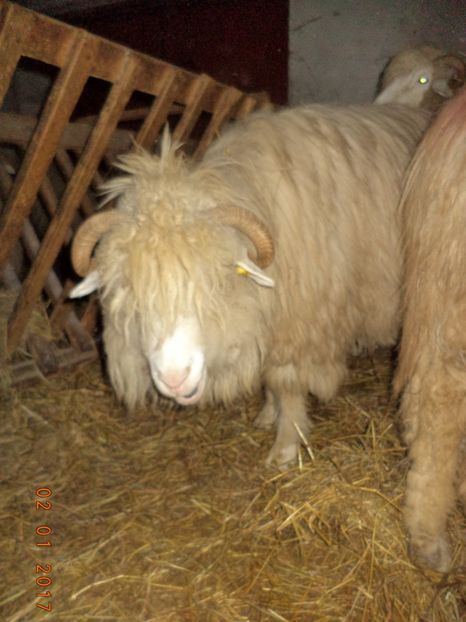  - Productia De Miei 2017