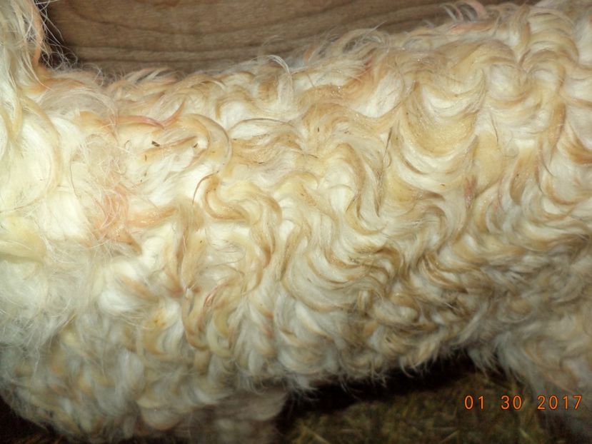  - Productia De Miei 2017