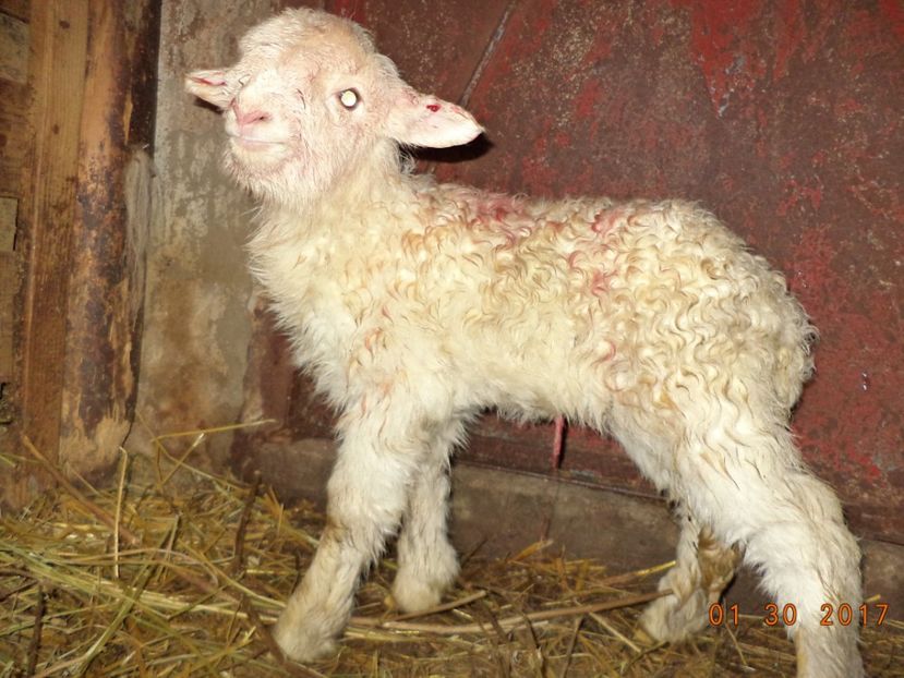  - Productia De Miei 2017