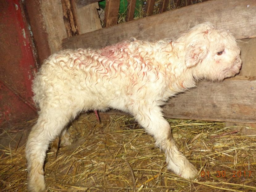  - Productia De Miei 2017