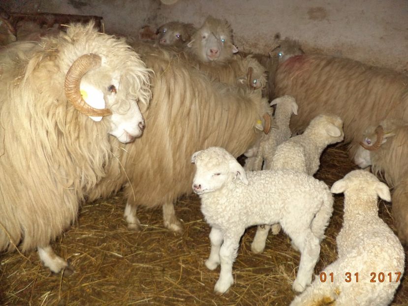  - Productia De Miei 2017