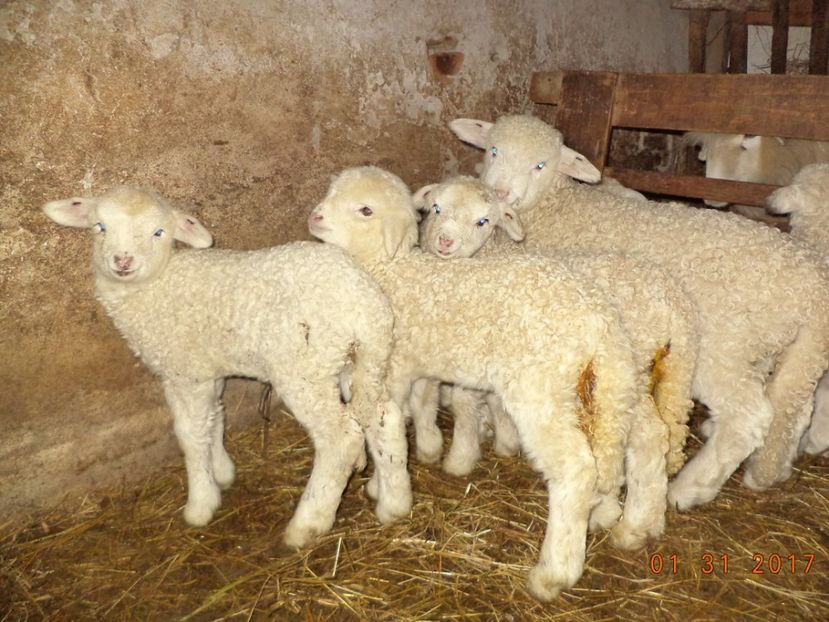  - Productia De Miei 2017