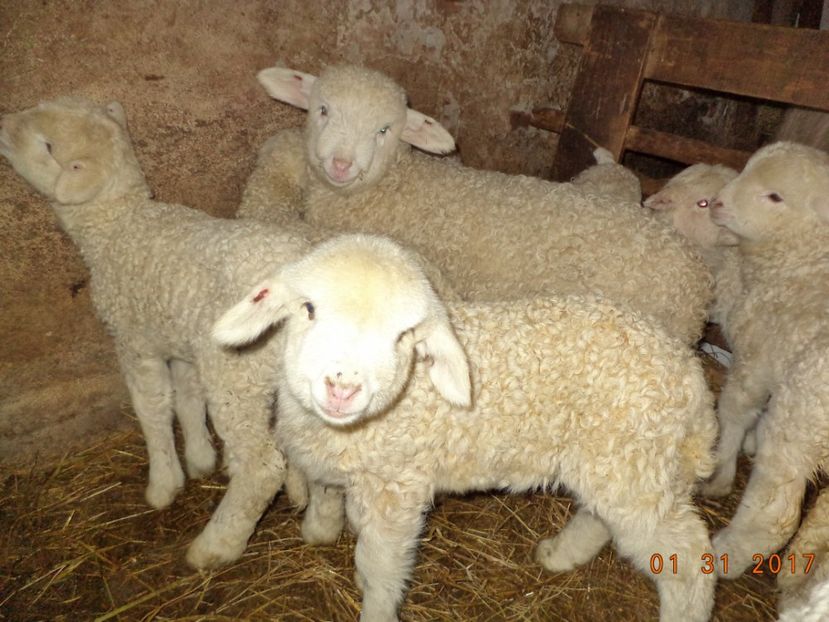  - Productia De Miei 2017