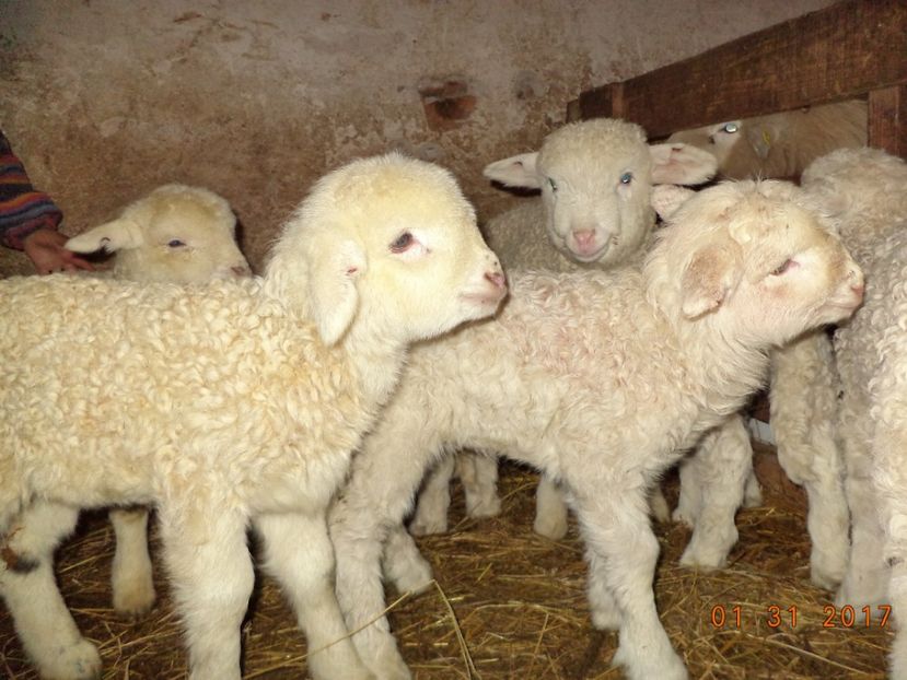  - Productia De Miei 2017