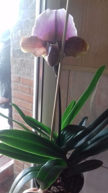  - Paphilopedilum Charlesworthii